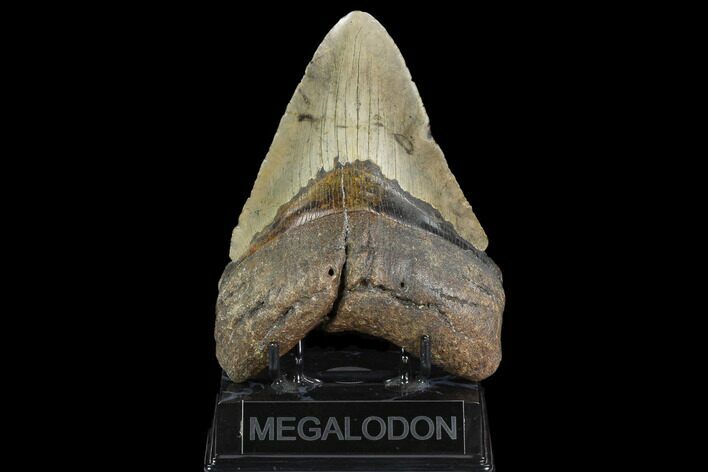 Fossil Megalodon Tooth - North Carolina #124455